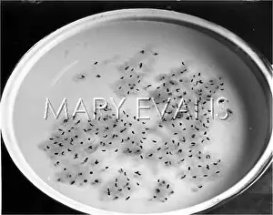 Spawn: A DISH OF FROG SPAWN