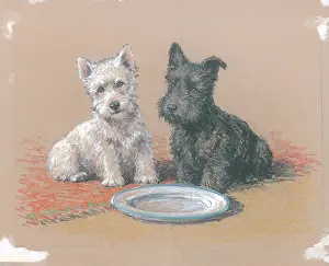 Ambler: The Empty Dish (Scottish terrier)