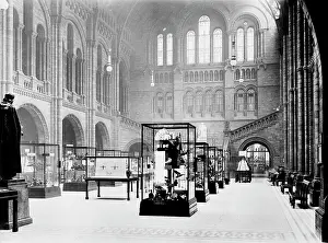 Brock: Display cases in Central Hall, Natural History Museum