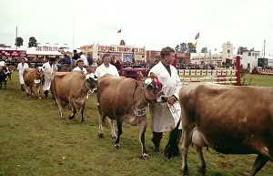 Trumps: Display of cattle at annual County Show, Devon