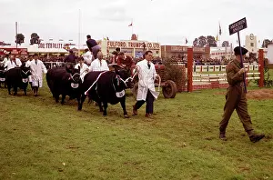 Trumps: Display of cattle at annual County Show, Devon