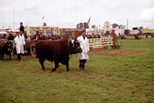 Trumps: Display of cattle at annual County Show, Devon