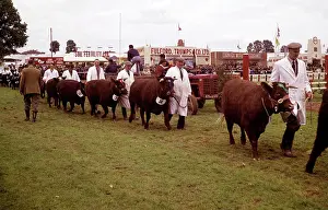 Trumps: Display of cattle at annual County Show, Devon