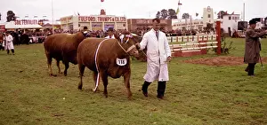 Trumps: Display of cattle at annual County Show, Devon