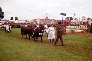 Handlers: Display of cattle at annual County Show, Devon