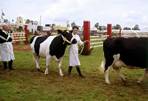 Handlers: Display of cattle at annual County Show, Devon