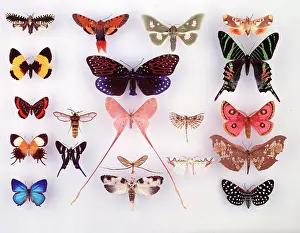 Illustrating: Display of lepidoptera, illustrating variation