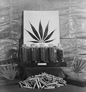Narcotics: Display of marijuana by the U.S. Treasury Department