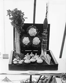 Celery: Display of vegetables at the Slad village show