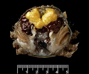 Sinensis: Dissected female Eriocheir sinensis, Chinese mitten crab