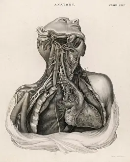 Lungs: Dissection of upper torso, showing the heart