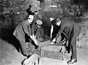 Dissolution: The dissolution of the aquarium in Berlin. 1910