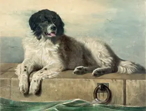 Humane: A distinguished member of the Humane Society