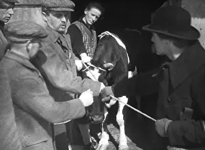 Knot: Distraint of a cow, 1929