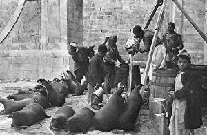 Skins: Distributing water, Golden Gate, Jerusalem
