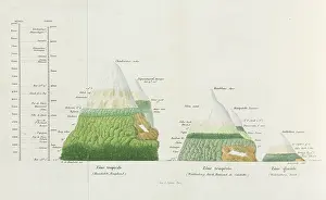 Comparative: Distributions of plants at various altitudes