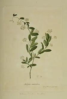 Gentianales: Ditassa banksii