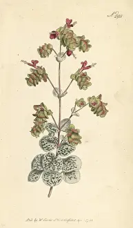 William Curtis: Dittany of Crete, Origanum dictamnus