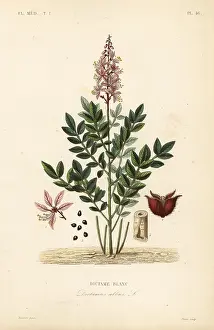Maubert: Dittany, Dictamnus albus