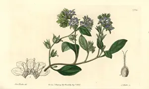 Phacelia: Divaricate phacelia, Phacelia divaricata