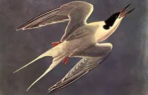 Coloring: Diving Bird