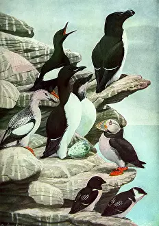 Puffin: Diving Birds