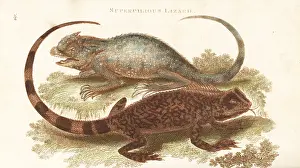 Lacerta: Diving lizard and hump-nosed lizard