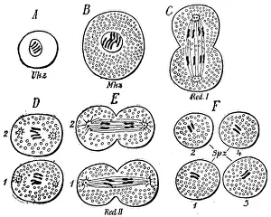 Theory: Division of cells to form spermatozoa. From August