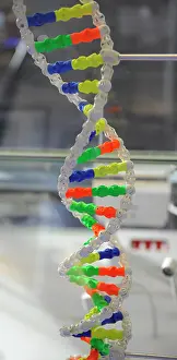Selection: DNA. Deoxyribonucleic acid, model