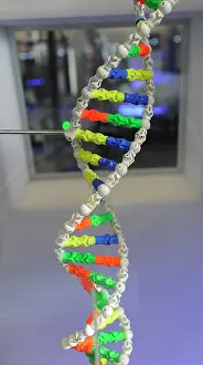 Selection: DNA. Deoxyribonucleic acid, model