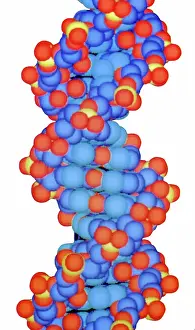 Unravel: DNA Structure