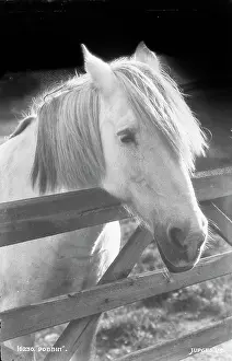 Equine: Dobbin the Horse