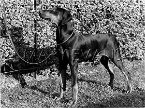 Doberman: DOBERMAN