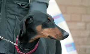 Dobermann: Dobermann dog