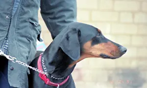 Dobermann: Dobermann dog