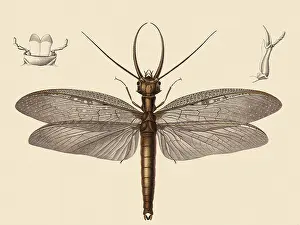 Cornutus: Dobson Fly (Corydalis cornutus)