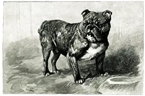Paid: Dockleaf, highest price paid for a bulldog