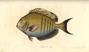 Lancet: Doctorfish, Acanthurus chirurgus