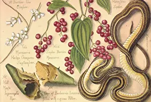 Curled: A Dodder-like climber and a harmless snake