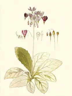 Dionysius: Dodecatheon meadia