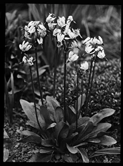 Malby: Dodecatheon Meadia