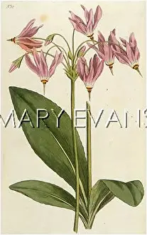 Meadia: DODECATHEON MEADIA
