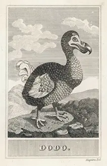 Brids: Dodo