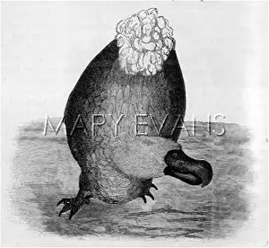 Dodos: Dodo