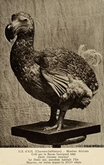 Charente Maritime: Dodo at The African Museum of the Island of Aix