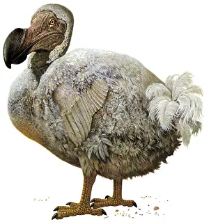 Extinction: Dodo bird