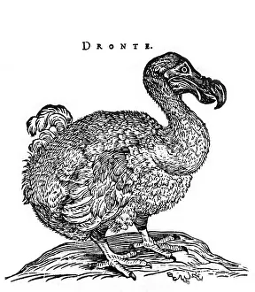 Extinction: Dodo bird
