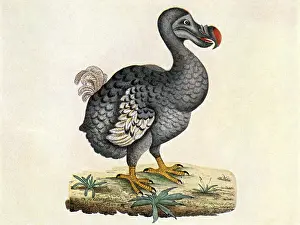 Extinction: Dodo bird