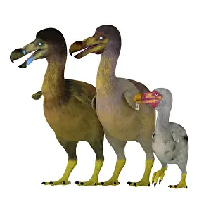 Pigeon: Dodo bird family
