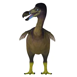 Pigeon: Dodo bird, front view